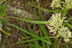 Green milkweed